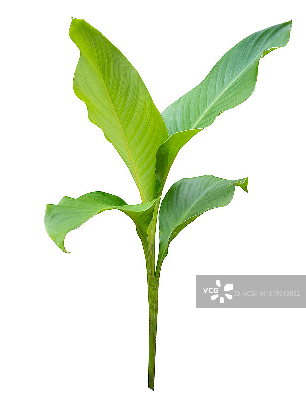 白色背景上的香蕉绿叶集合图片素材
