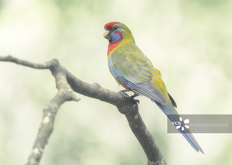 栖息在树枝上的幼年深红玫瑰鹦鹉图片素材