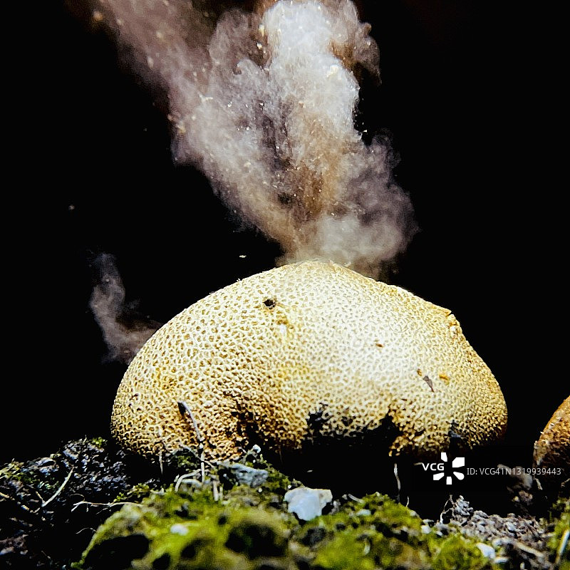 高速摄影：膨胀的孢子云（橙皮硬皮马勃）图片素材