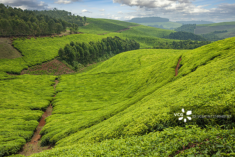 卢旺达绿色山丘上的茶园，非洲图片素材