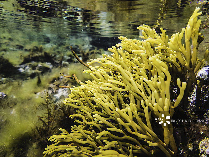 潮间池中的叉状藻图片素材