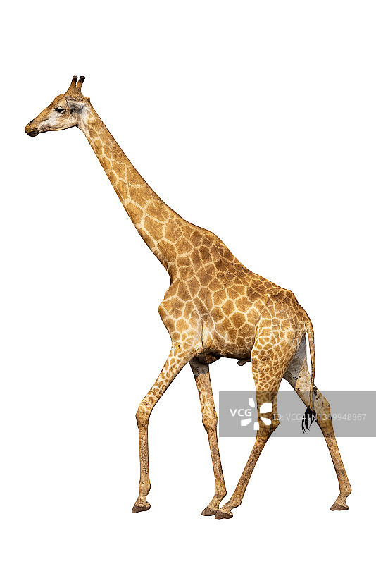 白色背景上的大型长颈鹿图片素材