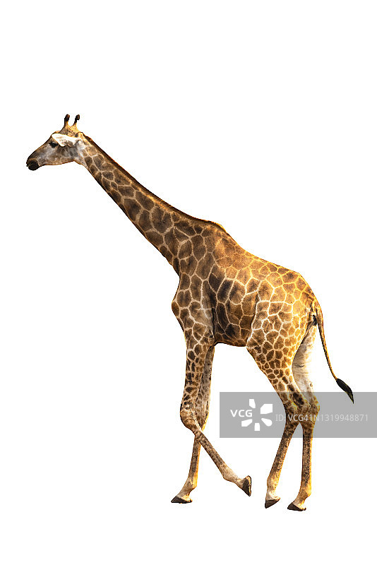 白色背景上的大型长颈鹿图片素材