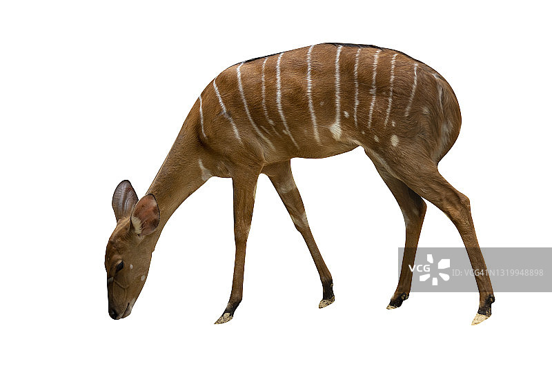 非洲大林羚：白色背景上的美丽雄伟动物图片素材