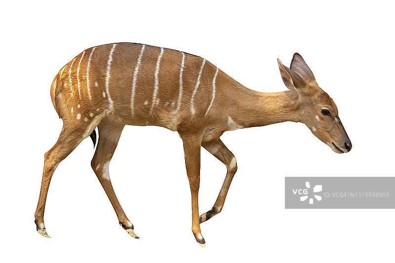 非洲大林羚：白色背景上的美丽雄伟动物图片素材