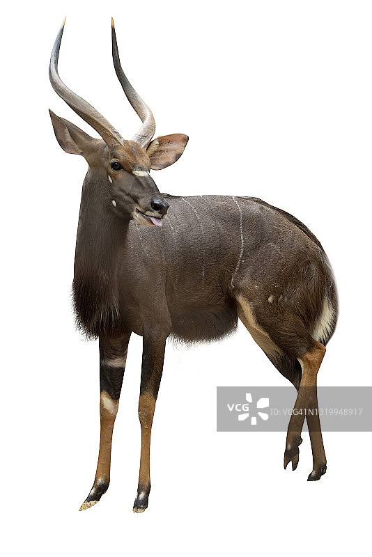 非洲大林羚：白色背景上的美丽雄伟动物图片素材