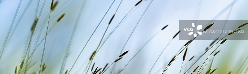 英格兰草地上风中摇曳的野草全景抽象图图片素材