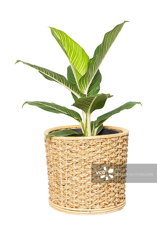 白底的万年青（银皇后）图片素材