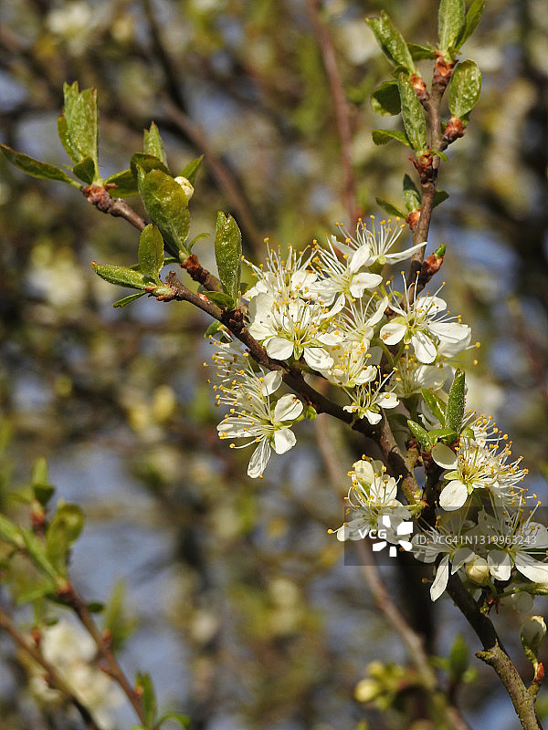 黑刺李花图片素材