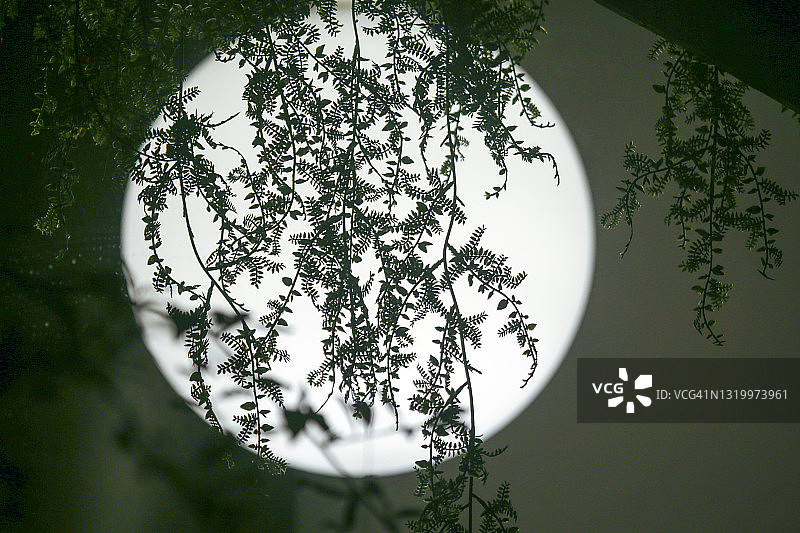 球形灯下的人造植物图片素材