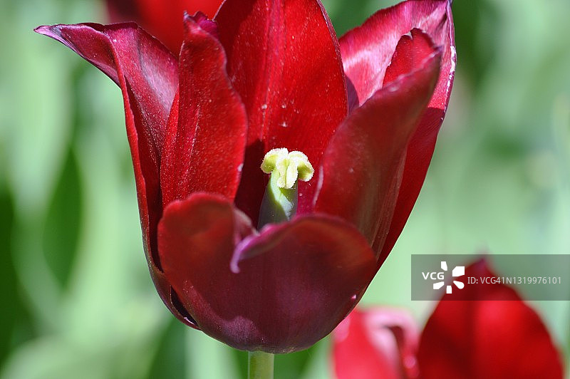 郁金香颜色图片素材