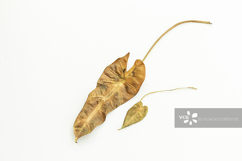 枯萎的秋叶图片素材