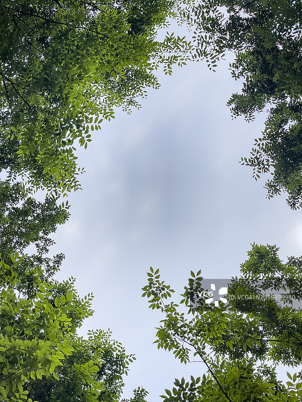 蓝天下绿树树冠图片素材