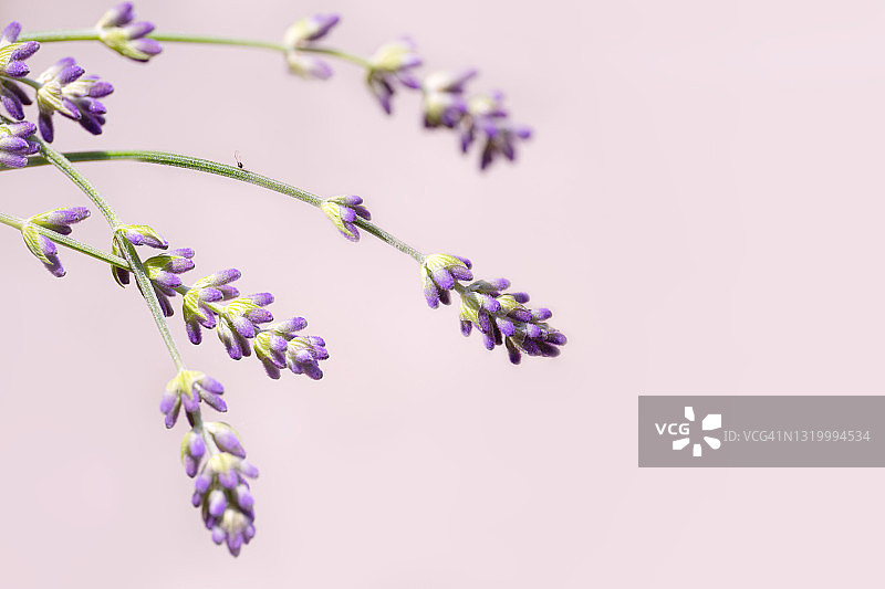 粉彩色背景上的薰衣草特写图片素材