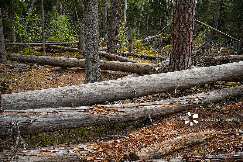 原始森林中倒塌腐烂的树木图片素材