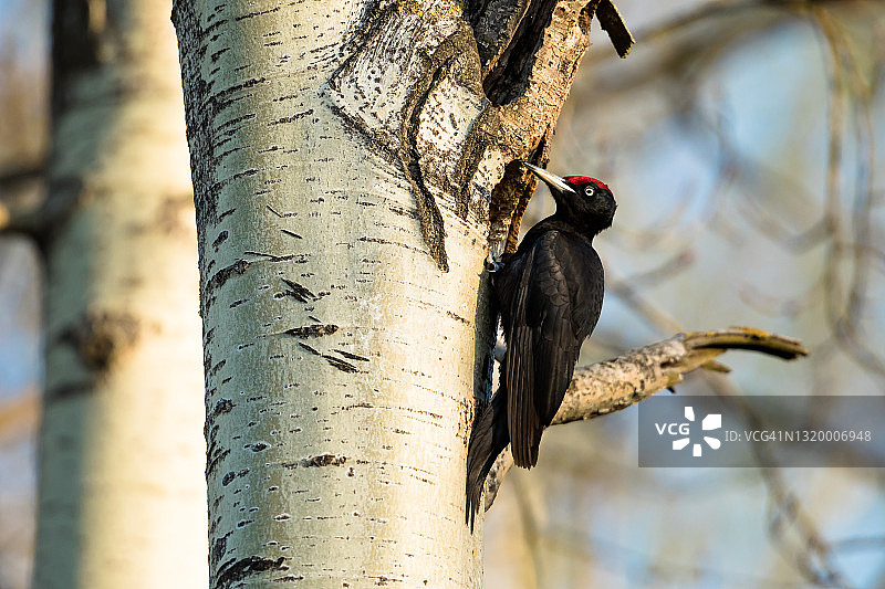 黑啄木鸟图片素材