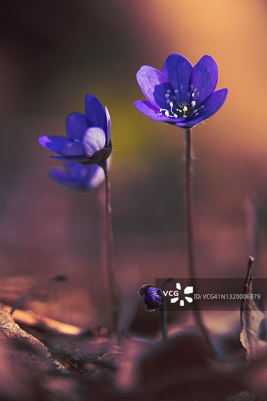 森林地面上的蓝色银莲花图片素材