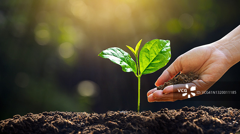日落时分，男性手部特写种植树苗图片素材