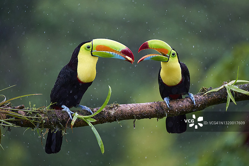 彩虹巨嘴鸟图片素材