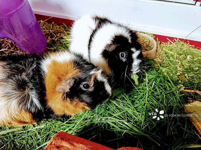 吃新鲜草的阿比西尼亚豚鼠图片素材