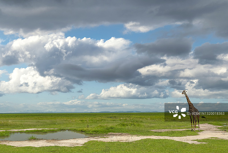 坦桑尼亚卡塔维绿色平原上的马赛长颈鹿图片素材