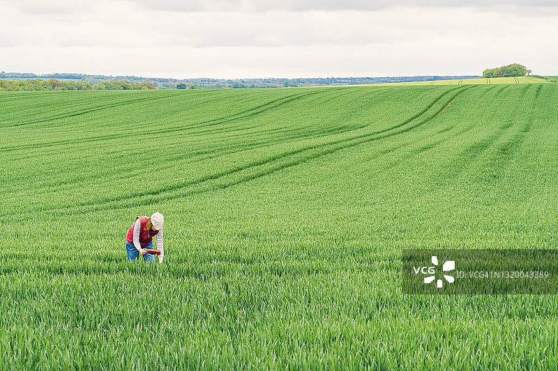 女农民检查她的小麦作物图片素材