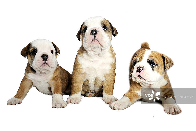 英国斗牛犬幼犬图片素材