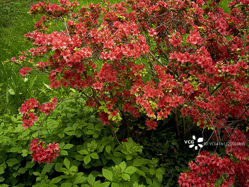 红宝石卫矛花图片素材