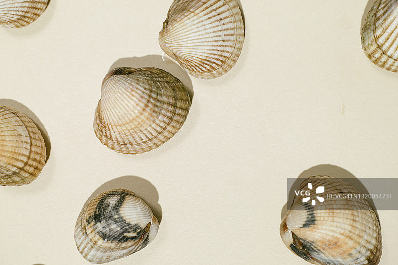 米色背景上的一组生蛤蜊俯视图图片素材