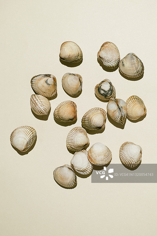 米色背景上的一组生鲜鸟蛤俯视图图片素材