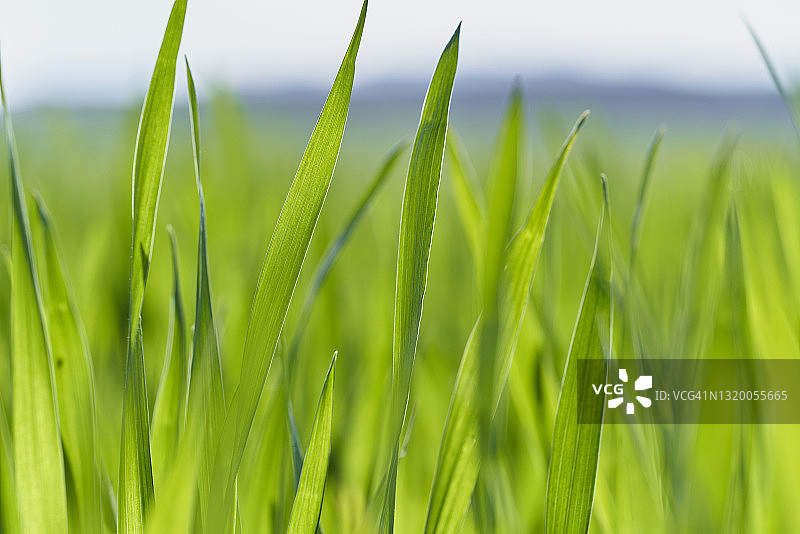 高绿草的超微距特写图片素材