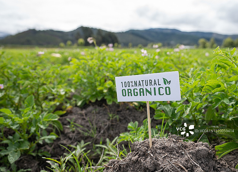 拉丁美洲农场的有机马铃薯种植园图片素材