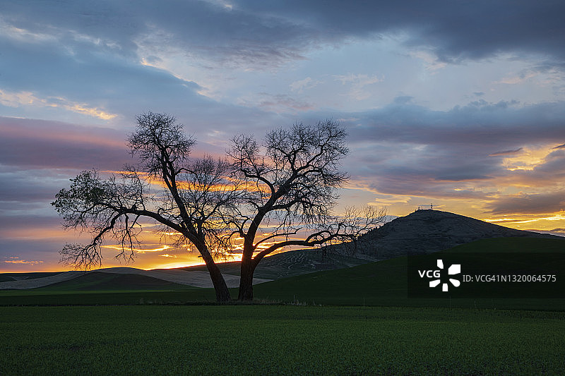 黎明时分的三角叶杨树剪影图片素材