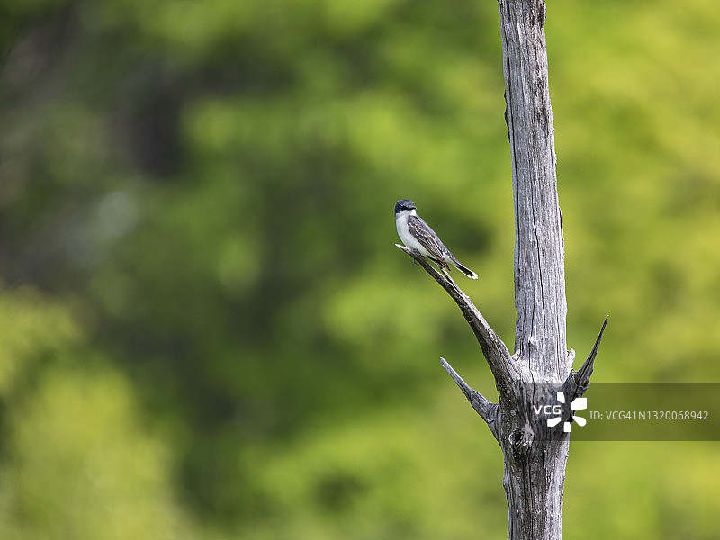 树燕子图片素材