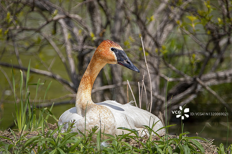 孵蛋的喇叭天鹅图片素材