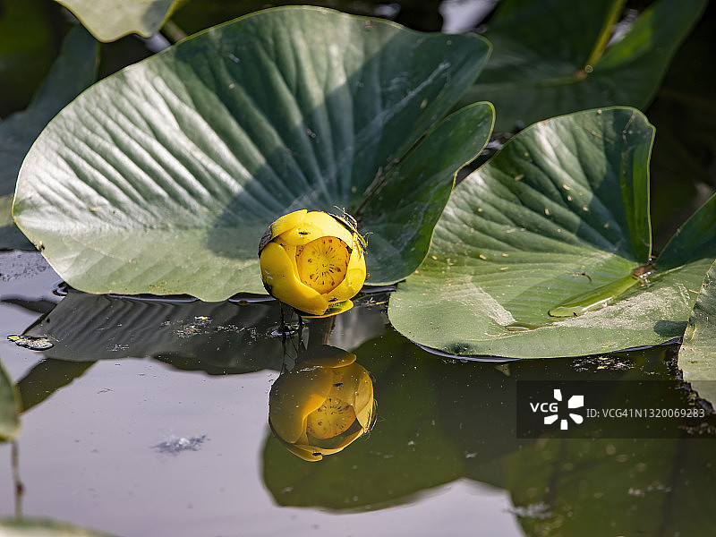 黄色睡莲图片素材