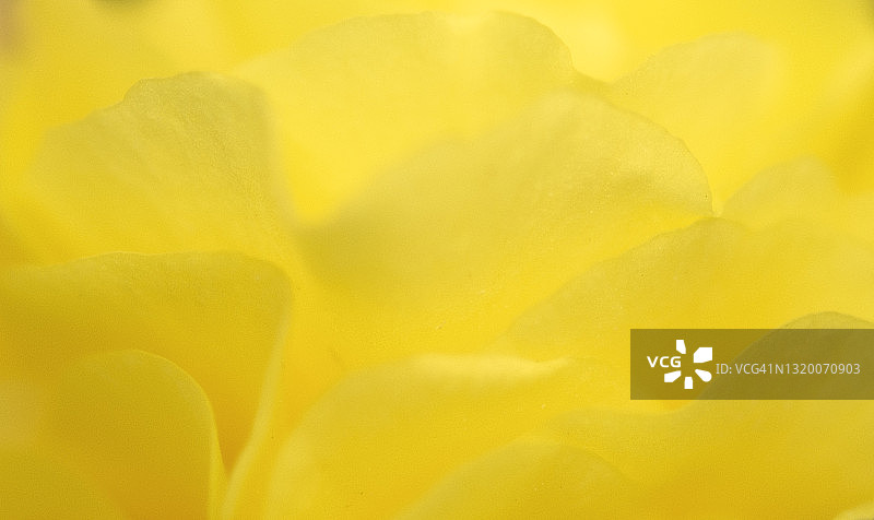 单朵梦幻般的黄色秋海棠花瓣特写图片素材