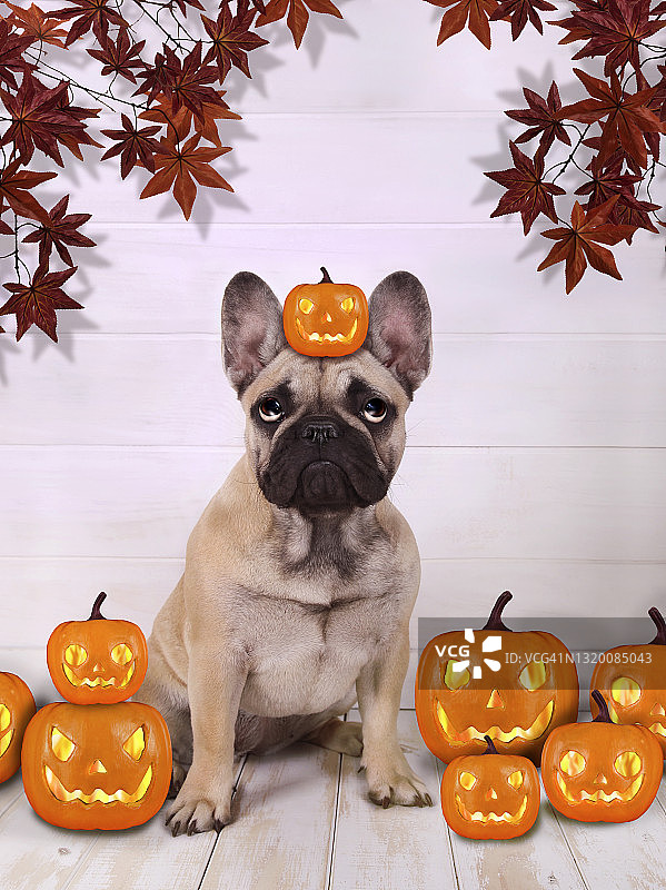 万圣节的搞笑狗图片素材