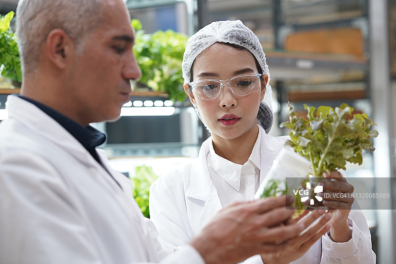 科学实验室中的植物水培图片素材