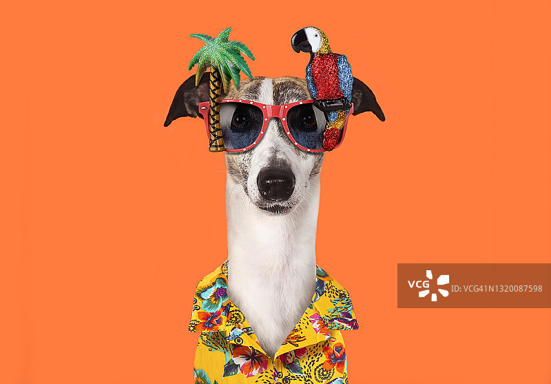 戴着热带派对眼镜的有趣小狗图片素材