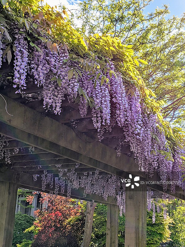 阳光下的紫藤花架图片素材