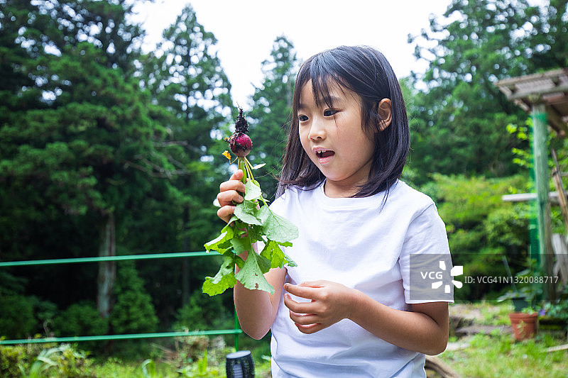 少女在花园里采摘萝卜图片素材