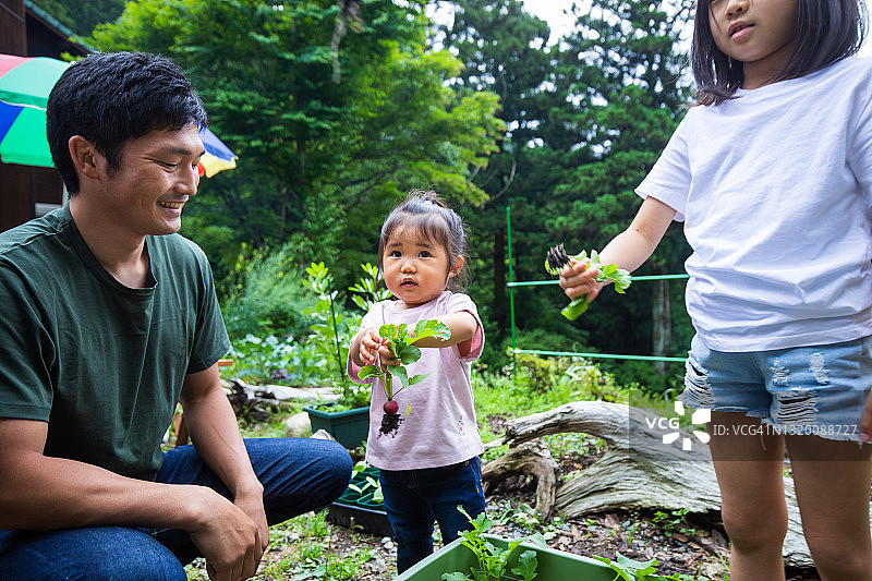 两个小女孩和爸爸在花园里拔萝卜图片素材