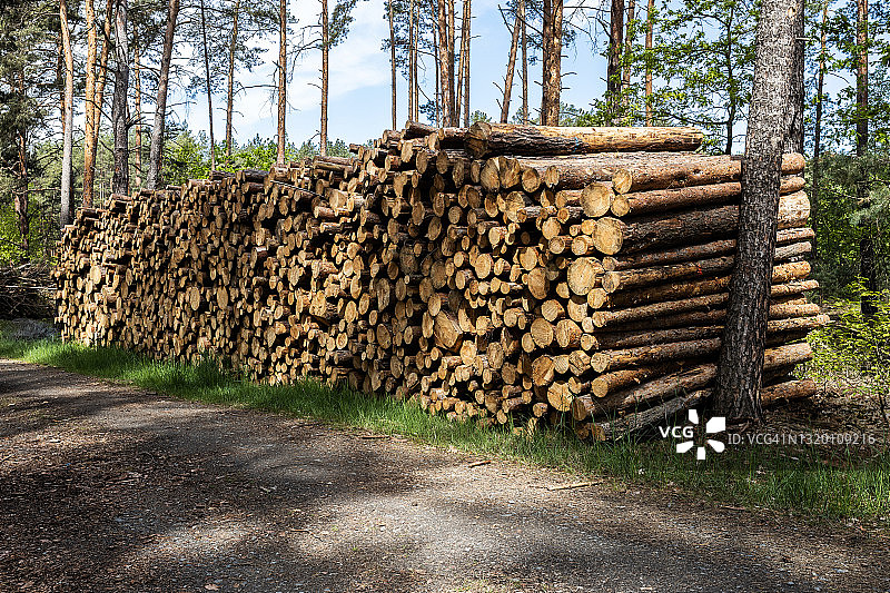 堆放在森林里的树干图片素材