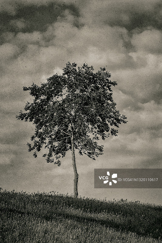 春天的树木图片素材