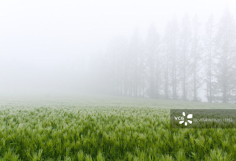 大麦领域图片素材