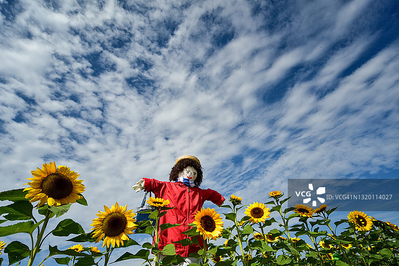 向日葵图片素材