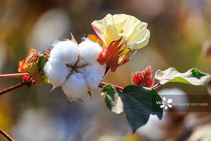 韩国安东河回村的棉花图片素材