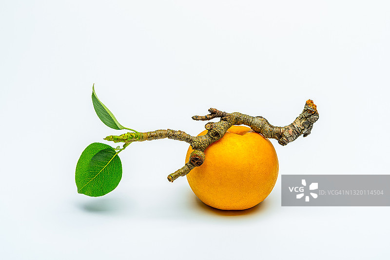 亚洲梨图片素材