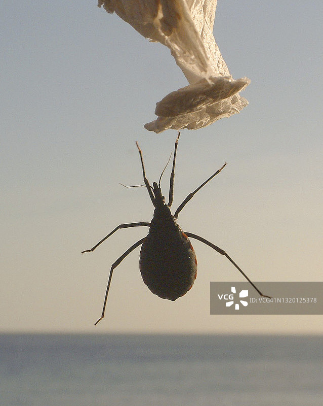形似巨型蜱虫的大型昆虫，墨西哥图片素材